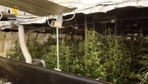Encuentran cerca de 800 plantas de marihuana en un invernadero en Las Tres Villas