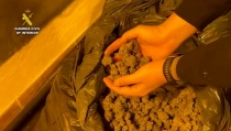 Desmantelan un cultivo indoor de marihuana con 1.200 plantas en El Ejido