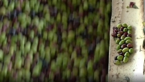 Andaluc&iacute;a alcanza exportaciones por 20.026 millones