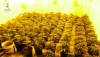 Encuentran un cultivo con m&aacute;s de 600 plantas de marihuana en El Ejido