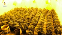 Encuentran un cultivo con m&aacute;s de 600 plantas de marihuana en El Ejido