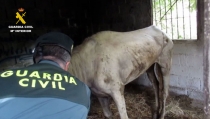 La Guardia Civil realiza tres operaciones contra el maltrato animal en Almer&iacute;a