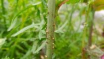 COEXPHAL anima a los agricultores a intensificar el control biol&oacute;gico en primavera