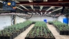 Desmantelan dos cultivos con m&aacute;s de 2.300 plantas de marihuana en Berja y Almer&iacute;a