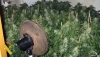 Un detenido en Campohermoso por cultivar marihuana en su vivienda