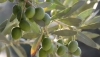 ASAJA Almer&iacute;a calcula que la producci&oacute;n de aceite de oliva caer&aacute; un 50% esta campa&ntilde;a