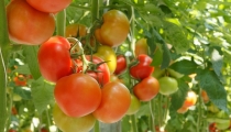 El Plan Estrat&eacute;gico de Frutas y Hortalizas ejecuta m&aacute;s del 79% de sus medidas