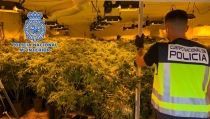 Desmantelan siete plantaciones de marihuana en Almer&iacute;a