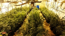Detienen a los responsables de un cultivo de 1.500 plantas de marihuana