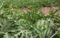 Bio Campojoyma extiende la producci&oacute;n de sand&iacute;a ecol&oacute;gica hasta octubre