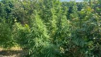 Incautan una plantaci&oacute;n con 14 kilos de marihuana en Cuevas del Almanzora