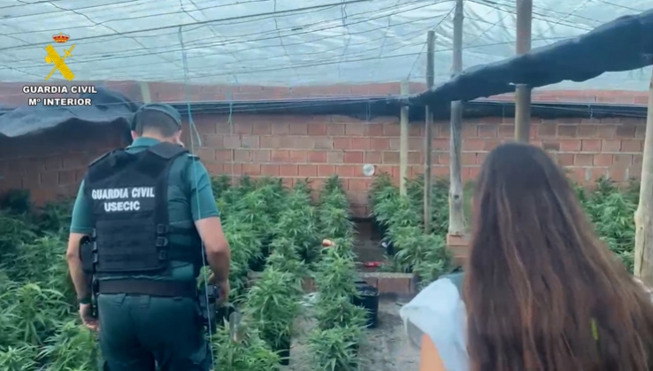 Desmantelan varias plantaciones 'indoor' de marihuana en El Ejido