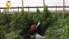 La Guardia Civil finaliza el a&ntilde;o con 630.273 plantas de marihuana intervenidas