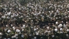 Andaluc&iacute;a reparte m&aacute;s de 10,6 millones en ayudas al cultivo sostenible de algod&oacute;n y remolacha