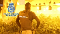 Localizan m&aacute;s de 400 plantas de marihuana en dos viviendas de Viator
