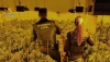 Detienen a los responsables de una plantaci&oacute;n de marihuana en V&iacute;car