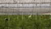 Hortiespa&ntilde;a destaca que los invernaderos solares son ejemplo de sostenibilidad social