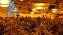 Detenidos los responsables de plantaciones de marihuana en Almer&iacute;a y Berja