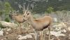 El CSIC y el Zoo Oasys firman un acuerdo para la protecci&oacute;n de especies de ungulados