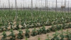 Aprobada la formulaci&oacute;n del Plan Estrat&eacute;gico para frutas y hortalizas de invernadero de Andaluc&iacute;a