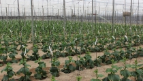 Aprobada la formulaci&oacute;n del Plan Estrat&eacute;gico para frutas y hortalizas de invernadero de Andaluc&iacute;a