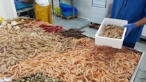 R&eacute;cord de exportaciones andaluzas de pescados y mariscos, de 170 millones