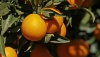 La naranja cierra la campa&ntilde;a con una ca&iacute;da de precios del 42% respecto al a&ntilde;o pasado