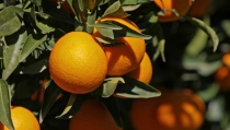 La naranja cierra la campa&ntilde;a con una ca&iacute;da de precios del 42% respecto al a&ntilde;o pasado
