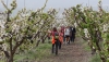 SENDERISMO: La Ruta del Cerezo en Flor celebra su segunda edici&oacute;n en Abla