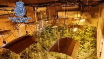 Desmantelan dos nuevas plantaciones de marihuana en el Puche y cinco detenidos