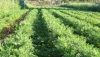 La producci&oacute;n ecol&oacute;gica junto a parques naturales tendr&aacute; prioridad en las ayudas