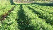 La producci&oacute;n ecol&oacute;gica junto a parques naturales tendr&aacute; prioridad en las ayudas