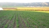 Andaluc&iacute;a lidera la agricultura ecol&oacute;gica en Espa&ntilde;a con 1,5 millones de hect&aacute;reas