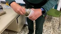 Dos detenidos en Cantoria por cultivar y vender marihuana envasada en latas