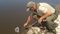 La Junta reintroduce 350 fartets de Adra en el Paraje Natural del Guadalhorce