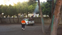 Adra fumiga en colegios y zonas urbanas contra la oruga de la procesionaria