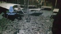 Un incendio revela una plantaci&oacute;n de marihuana en una vivienda de Almer&iacute;a
