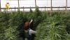 Descubren 125.000 plantas de marihuana en siete invernaderos de Hu&eacute;rcal