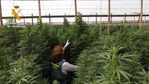 Descubren 125.000 plantas de marihuana en siete invernaderos de Hu&eacute;rcal