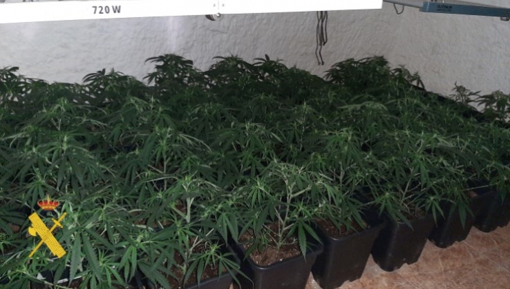 Localizan un cultivo con cien plantas de marihuana en Cuevas del Almanzora