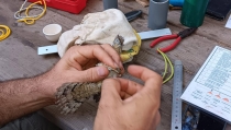 Estudiantes celebran el D&iacute;a de las Aves Migratorias en las Albuferas de Adra