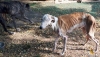 Un refugio de animales abandonados, investigado por maltrato a 66 perros