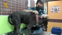 Investigan por maltrato animal al due&ntilde;o de un perro con la pata amputada