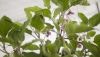 La UAL participa en un seminario internacional sobre agricultura sostenible