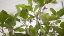 La UAL participa en un seminario internacional sobre agricultura sostenible