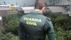 Ocho detenidos por una plantaci&oacute;n de marihuana en Hu&eacute;rcal de Almer&iacute;a