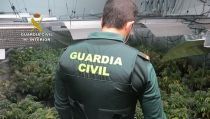 Ocho detenidos por una plantaci&oacute;n de marihuana en Hu&eacute;rcal de Almer&iacute;a
