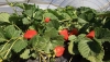 Las exportaciones de frutas andaluzas crecen m&aacute;s de 110 millones en el primer trimestre