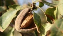 La almendra espa&ntilde;ola, la "gran sacrificada" en la guerra de aranceles entre EEUU y Europa