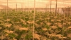 El sector agrario almeriense pide que la rebaja fiscal se ampl&iacute;e a m&aacute;s hortalizas y frutas